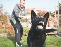 dog bite attorney in houston texas - Houston Dog Bite Injury Lawyer Near You (Free Consultation) – Houston Dog Bite Attorney Near Me – Dog Bite Injury Law Firm Houston Texas - Dog Bite and Animal Attack Lawyers in Houston - Dog Bite Injury Lawyers Near Me - Dog Bite Legal Help Near Me- Goldenzweig Law Group Car Accident & Personal Injury Lawyers Houston